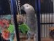 African Grey Birds for sale in Bay St Louis, MS, USA. price: NA
