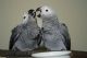 African Grey Birds for sale in Sulphur Springs, TX 75482, USA. price: NA