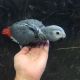 African Grey Birds for sale in East Los Angeles, CA, USA. price: NA
