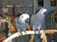 African Grey Birds for sale in Orlando, FL, USA. price: NA