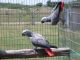 African Grey Birds for sale in United States of America, Douala, Cameroon. price: NA