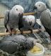 African Grey Birds for sale in 1435 Duck Tail Ct, Redding, CA 96003, USA. price: $620