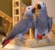 African Grey Birds for sale in Kousseri, Cameroon. price: NA