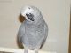 African Grey Birds for sale in Austin Hwy, San Antonio, TX, USA. price: NA