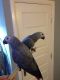 African Grey Birds for sale in Long Beach, CA, USA. price: NA