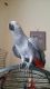 African Grey Birds for sale in San Francisco, San Antonio, TX 78201, USA. price: NA