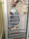 African Grey Birds for sale in Santa Cruz, CA, USA. price: NA