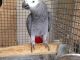 African Grey Birds for sale in Laredo, TX, USA. price: NA
