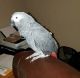 African Grey Birds for sale in 4949 E Van Buren St, Phoenix, AZ 85026, USA. price: $640