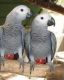 African Grey Birds for sale in Stockton, CA, USA. price: NA