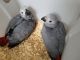 African Grey Birds for sale in Jacksonville, FL, USA. price: NA