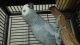 African Grey Birds for sale in Costa Mesa, CA, USA. price: NA