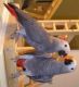 African Grey Birds for sale in California Oaks Rd, Murrieta, CA 92562, USA. price: NA