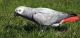 African Grey Birds for sale in Shingle Springs, CA 95682, USA. price: NA