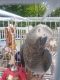 African Grey Birds for sale in Halifax, NS B3K, Canada. price: NA
