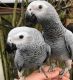 African Grey Birds for sale in Clover, SC 29710, USA. price: NA