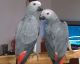African Grey Birds for sale in Mission, KS 66202, USA. price: NA