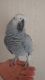 African Grey Birds for sale in Utah Olympic Park, UT-224, Park City, UT 84098, USA. price: NA