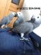 African Grey Birds