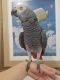 African Grey Birds for sale in TX-121, Blue Ridge, TX 75424, USA. price: NA