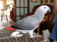 African Grey Birds for sale in Ontario St, Toronto, ON, Canada. price: $1,200