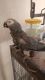 African Grey Birds for sale in Montgomery, AL, USA. price: NA