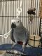 African Grey Birds for sale in Baltimore, MD 21288, USA. price: $400