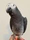 African Grey Birds for sale in North Arlington, NJ, USA. price: NA