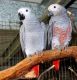 African Grey Birds for sale in Marysville, WA, USA. price: NA