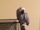 African Grey Birds for sale in Susanville, CA, USA. price: NA