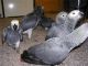 African Grey Birds for sale in Detroit, MI, USA. price: NA