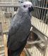 African Grey Birds for sale in Milwaukee, WI 53203, USA. price: NA