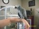 African Grey Birds for sale in Morton, IL, USA. price: NA
