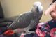 African Grey Birds for sale in Brooklyn, NY, USA. price: NA