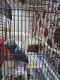 African Grey Birds for sale in Beverly Hills, CA 90210, USA. price: NA