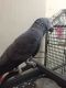 African Grey Birds for sale in North Carolina Central University, Durham, NC, USA. price: NA
