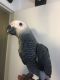 African Grey Birds for sale in Palm Beach, FL, USA. price: NA