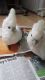 African Grey Birds for sale in Belews Creek, NC 27009, USA. price: NA