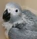 African Grey Birds for sale in Philadelphia, PA, USA. price: $850