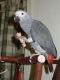 African Grey Birds for sale in Portland, OR, USA. price: $380
