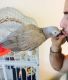African Grey Birds for sale in Florida Ave, Miami, FL 33133, USA. price: NA