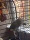 African Grey Birds for sale in Florida Ave, Miami, FL 33133, USA. price: NA