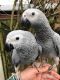 African Grey Birds for sale in Beach Park, IL, USA. price: NA