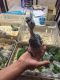 African Grey Birds for sale in 46201 Five Mile Road, Plymouth, MI 48170, USA. price: NA