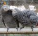 African Grey Birds for sale in Atlanta, GA, USA. price: $550