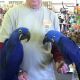 African Grey Birds for sale in Washington, DC, USA. price: NA