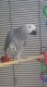 African Grey Birds for sale in Highland Lakes Rd, Highland Lakes, NJ 07422, USA. price: NA