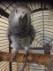 African Grey Birds for sale in Highland Lakes Rd, Highland Lakes, NJ 07422, USA. price: NA