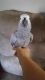 African Grey Birds for sale in Alexandria, KY 41001, USA. price: NA