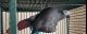 African Grey Birds for sale in Newark, NJ, USA. price: NA